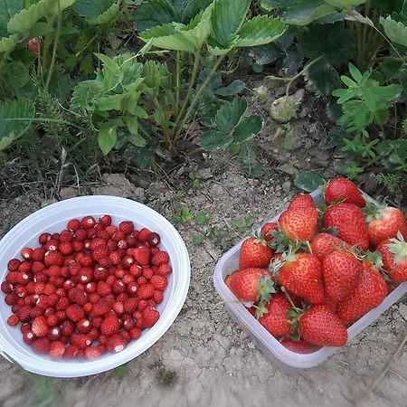 Farm stay Azienda Agrituristica Colle San Giorgio