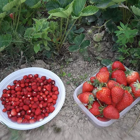 Farm stay Azienda Agrituristica Colle San Giorgio *