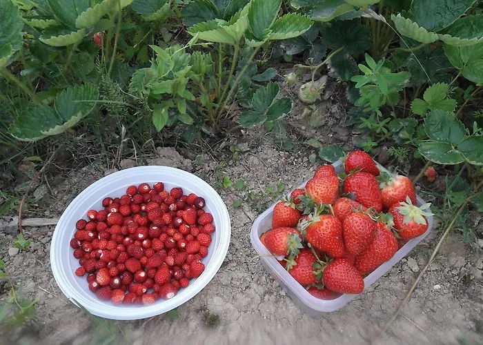 Farm stay Azienda Agrituristica Colle San Giorgio