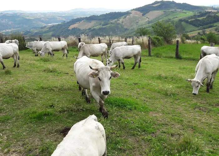 Azienda Agrituristica Colle San Giorgio Farm stay