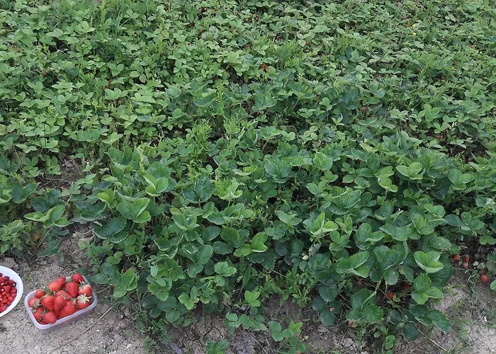 Farm stay Azienda Agrituristica Colle San Giorgio *